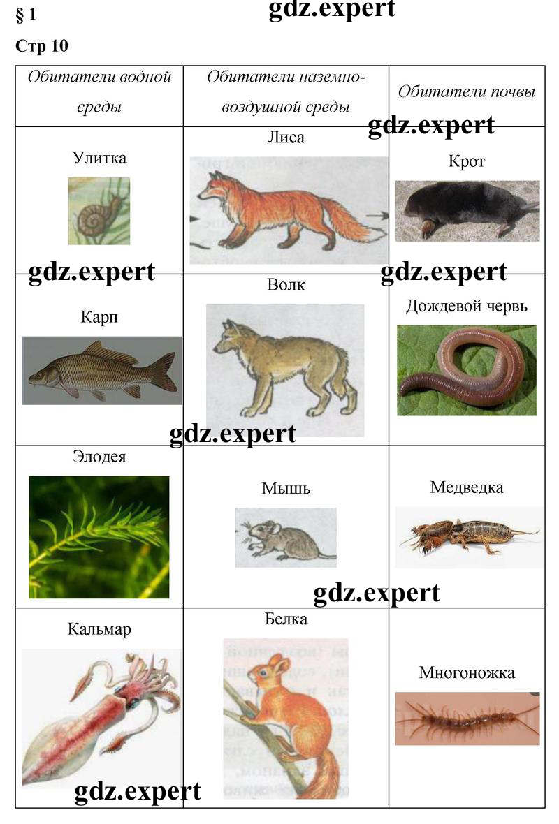  Параграф : 1 - решение
