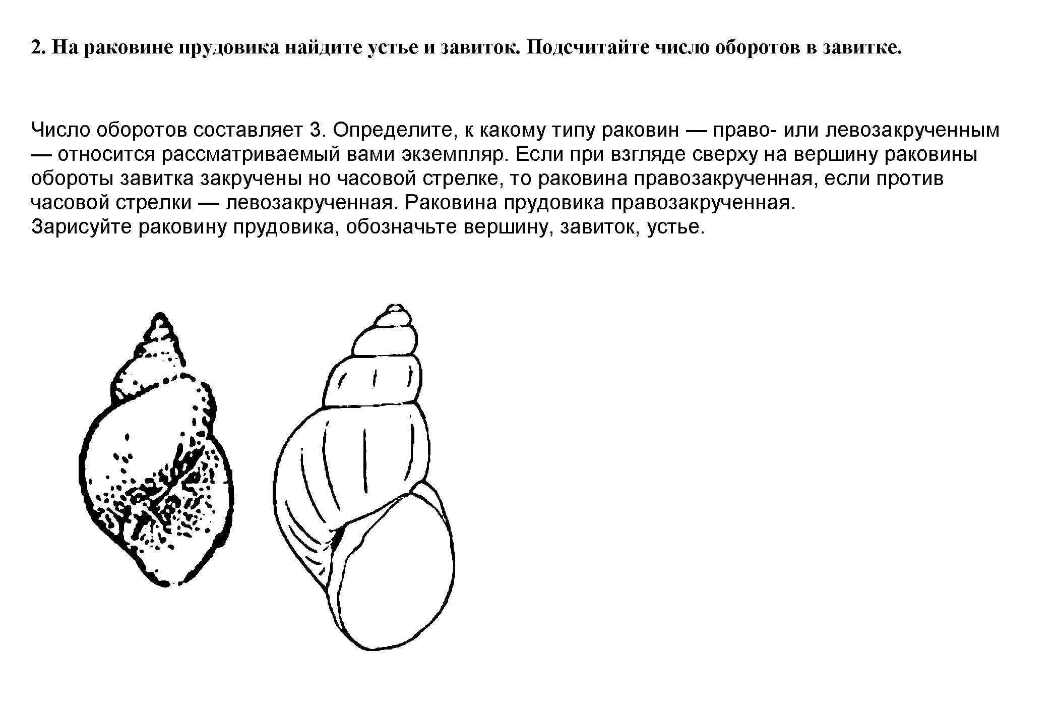 Л/р №1. Строение раковины прудовика и беззубки: 2 - решение